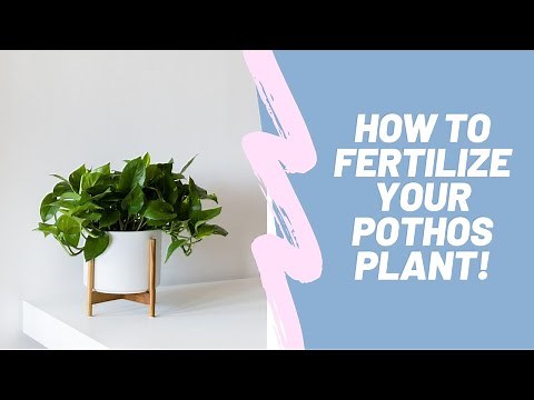 How to Properly Fertilize Your Pothos Plant (Epipremnum aureum)