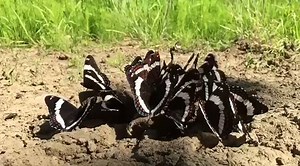 18 reactions | These White Admiral butterflies are feasting on wolf scat found in Alberta, Canada by Jeramiah Kennedy. Butterflies, especially males, exhibit this behavior to consume the nutrients in scat. Our pollinator project volunteers will be on the look out for butterflies (perhaps on scat!) this summer! #OneMansTrashIsAnothersTreasure #pollinators #butterflies #adventurescientists #wolf | Adventure Scientists | Facebook