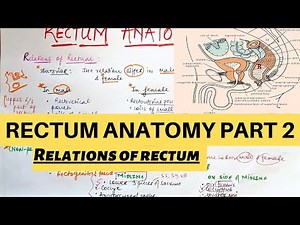 RECTUM ANATOMY PART 2 | LARGE INTESTINE ANATOMY PART 7