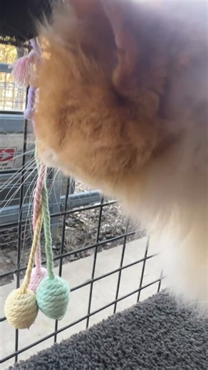 This week at Crazy Cats Cattery we’ve got an absolute ginger carpet situation. Every corner, every nook… gingers lounging, plotting, and stealing laps. If you’re allergic to charm, look away. 🧡 Ginger cats aren’t special because of myths. They’re special because female gingers are rare, there bold by nature, highly social, and impossible to ignore 🐈🐈🐈🐈🐈 #gingercattakeover #crazycatscattery #catterylife | Crazy Cats Cattery