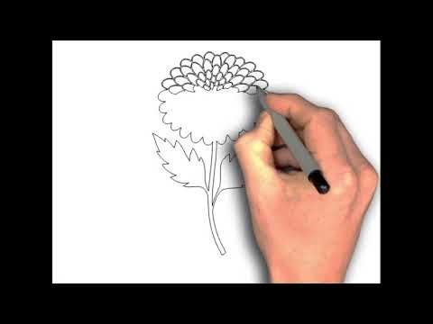 How to Draw Chamanthi Flower (Chrysanthemum)