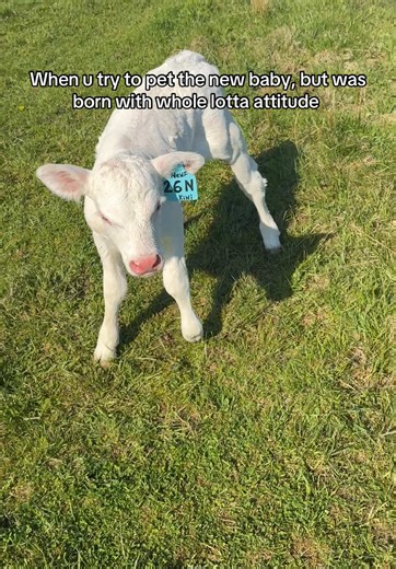 Adorable Baby Cow Shows Off Its Attitude