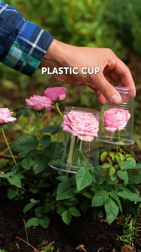 Trucos Para Cultivar Las Mejores Flores 🌼