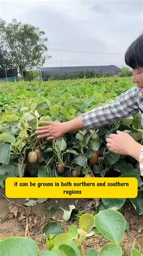 2.8K views · 29 reactions | Kiwi Fruit Tree | Dodo Garden | Facebook