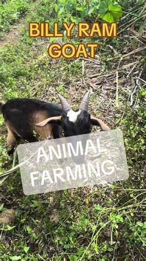 #farmers#animal #goats#pigs#cows