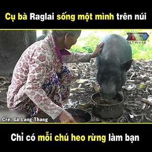 1.1M views · 10K reactions | Chú heo rừng chỉ cho mỗi cụ bà đến gần  --- Nguồn: Gà Lang Thang Bản quyền được bảo vệ và quản lý bởi MCV Network #MCVNetwork #MCNYoutube #Viber #MCVMedia #MCVTV #GALANGTHANG #GLT #LOVETV #TMVN #NWT #NNTV #Netbiz #Viber #MCNYoutube #Cinebox | Cinebox | Facebook