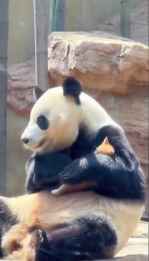 Panda saves kitten stuck in tree at zoo (most heartwarming zoo moment ever)
