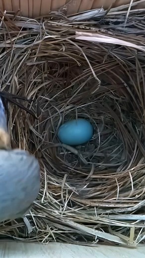155K views · 8.3K reactions | The majestic moment a Bluebird egg is laid 讀 #wildlife #birdwatching #nature #nestbox #bluebird #livecam #spring #nestboxlive | Nest Box Live | Facebook