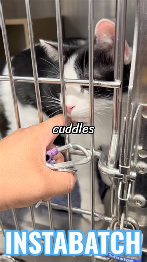 How Do Pet Adoptions at PetSmart Actually Work? 🐶🐱