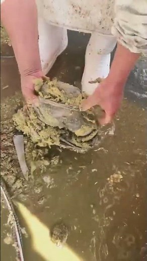 Beef stomach cleaning#Traditional tripe cleaning method#Beef offal cleaning #meat #viral