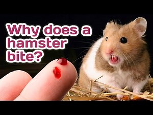 Why does a hamster bite? 🐹😡🐹😡🐹😡