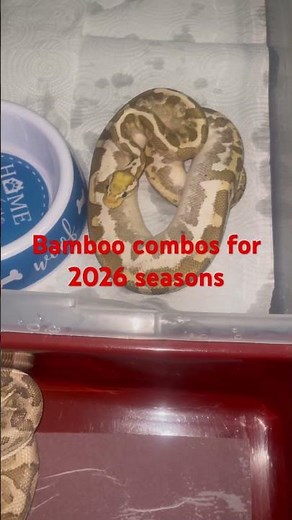 #bamboo #subscribe #ballpython ball pythons season breeding