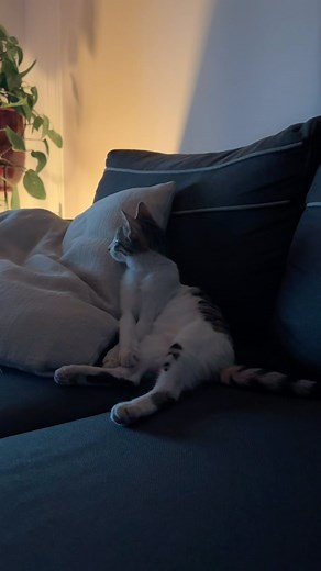 Ruby the baby cat on Instagram: "Anyone wants to watch a movie with me?😻 #cat #cats #kitten #kitty #babycat #kittycat #cutecat #rubythebabycat"