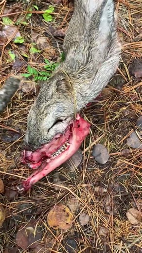 Cougar kill #wildlife #shorts #cougar #nature #pnw #washington #predator