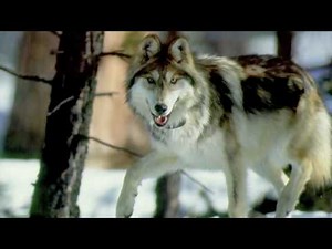 All About Grey Wolves