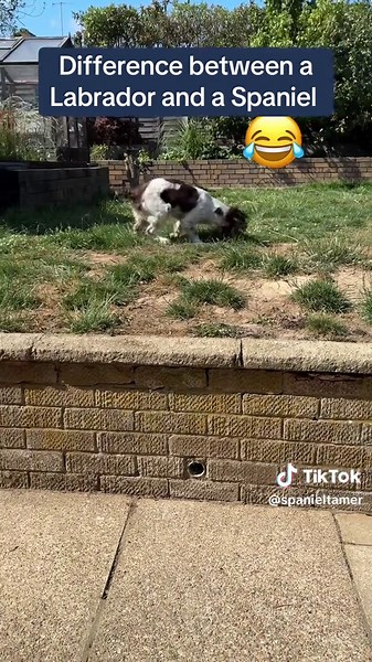 Understanding the Difference Between Labrador and Spaniel