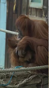2.6K views · 1.2K reactions | 朗 Rendez votre visite au parc encore plus immersive en découvrant Extended Reality World Notre show d'hologrammes vous emmène à la découverte des biotopes du monde : Inde, Vosges, Groenland... Quels animaux y vivent ?  歷  Tous les jours à 11h00, 13h30, 15h00 et 17h00 Tarif (en supplément du billet d'entrée) : 5€ adulte - 3€ enfants Billets réservables en ligne ou à l'entrée du parc | Zoo d'Amnéville | Facebook