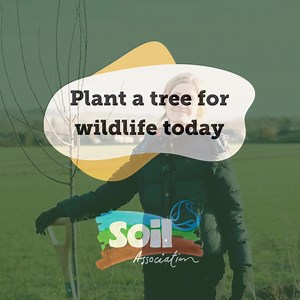 Hedgerow trees are vitally important habitats for wildlife: providing shelter and food for 1,500 insects, 600 plants, 65 birds and 20 mammals, including many endangered species. Help us to plant more trees on Woodoaks Farm and beyond and do your bit to protect native UK wildlife. Support us now from just £3 per month. | Soil Association