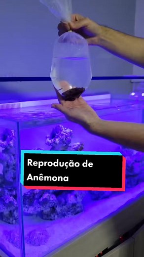 Reprodução das Anêmonas. #aquarismo #MinhaVersão #anemona #reefminuto #aquariomarinho