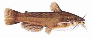 Yellow bullhead - Alchetron, The Free Social Encyclopedia