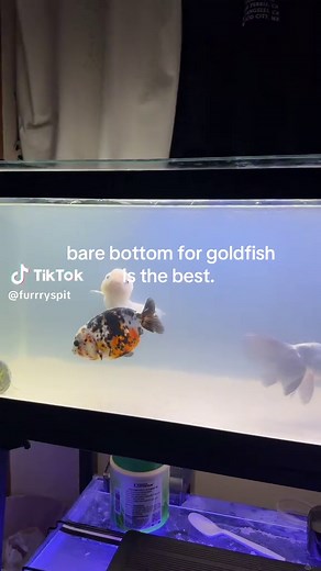Why a Bare Bottom Aquarium is Best for Goldfish
