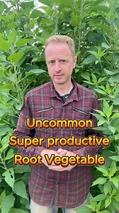 4.9K views · 146 reactions | Jerusalem Artichoke - an unheralded but...