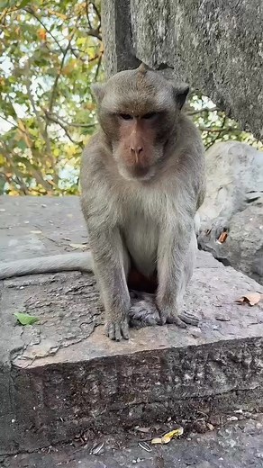 Hilarious monkey funny video 🤣🤣 #monkey #funnymonkey #viralmonkey #funnyreels | Crazy Monkeys Videos