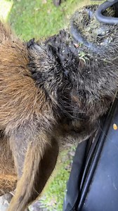 I almost took this pig home🥰🤩 . . . #cute #pig #funny #life #fun #wow #wildlife #fbreels #wild #animals #animallovers #AmaZing #video #cool #moment #facebookreels #reelsfb #funnyvideos #style #safari | The Reptile Zoo