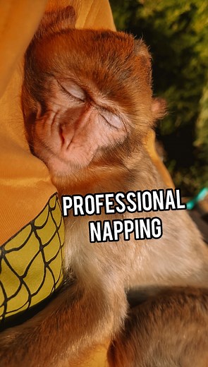 116K views · 6K reactions | Professional napping  #monkey #rescuedanimals #notapet #vetcrew #leonidandvalentinastoyanov | Vet Crew | Facebook