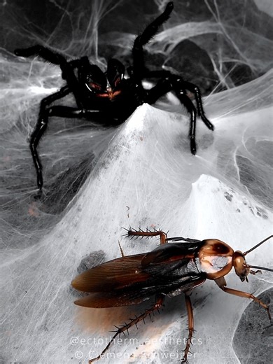 Macrothele sp Redfang Feeding on American Cockroach