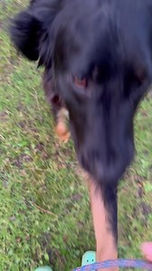 Dogs learn so quickly!!! Sammy after just a few weeks knows that this door is like the entrance to Narnia 😆😆 It’s the door that leads to our training centre and at 7.30am Sammy was raring to go go go!! Learning through association means they pair things together that are good or bad. This gate has a good association as Sammy lives to run and play with his 4 and 2 legged friends. But this can work equally the other way… if everyone Sammy went through this gate something horrible happened like I