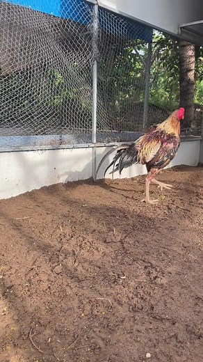 វីដេអូ​របស់ Golden Farm (@golden.farm06) ជាមួយ original sound - Golden Farm