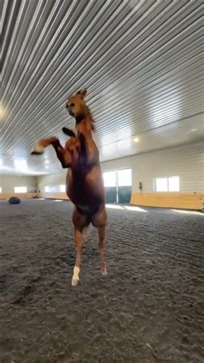 how brown aggressive horse running & sounds 🔥🔥 #horses #horse #equestrian #horsetrack