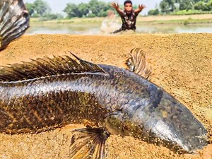 Amazing Fishing Technique: Catching Fish by Hand