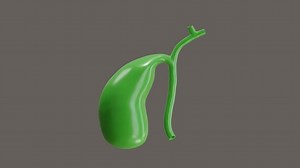 3D Animation of The gallbladder stores bile produced by the liver