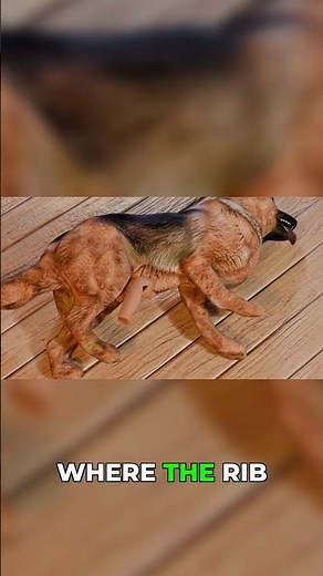 Your Dog Is Choking? Do This Immediately!