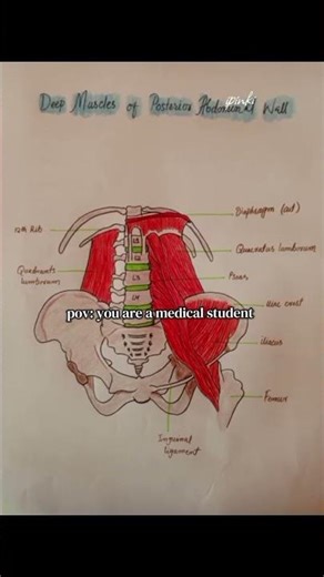 anatomy diagrams 🤯 #nursing #diagram #fyp #bsn