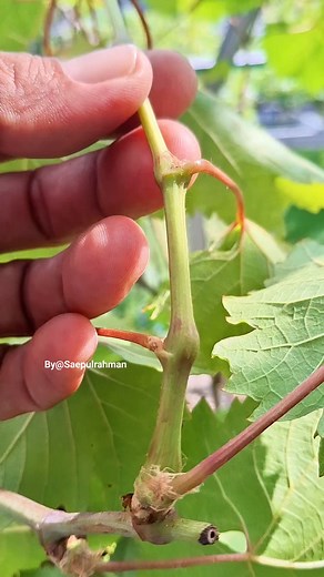 Grafting pucuk anggur #graftingtechnique | Saepul Rahman