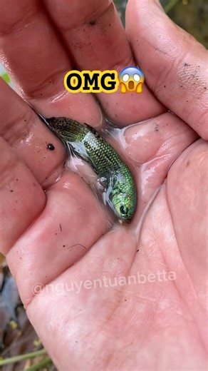 catching wild betta fish#bettafishtank #wildbetta