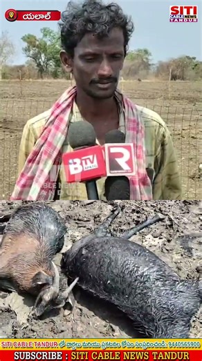 నిన్న కురిసిన వర్షానికి...వడగళ్ళకు…..మేకలు బలి #Siticablenews #Localnews