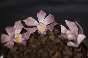 Différence entre gumpaste et fondant - Nouvelles 2025