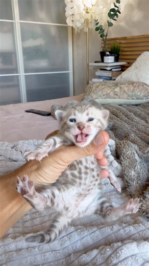 We already have a snow in BengalBest cattery💕 Are you ready for the snow bengal season? #bengalbest #snow #bengalkittens #bengalsnow #christmas | Bengal Best