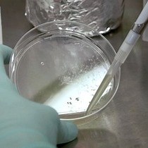 Video: Feeder-free Derivation of Neural Crest Progenitor Cells from Human Pluripotent Stem Cells