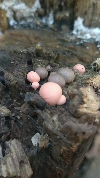 Mushroom pops. Sound up 🔊🔊🍄🍄 #mycology #nature #foraging #mushrooms #mushroom #mushroomslapping #tappingasmr #popping