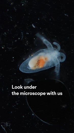 Beneath the lens, plankton reveal a world both alien and essential—a drifting constellation of life that powers the entire ocean. Filmed during our latest mission to Indonesia, these microscopic organisms are more than just beautiful, they’re vital. Plankton drive the planet’s carbon cycle, form the base of marine food webs, and quietly regulate Earth’s climate. But they also do something just as powerful: they help us see change. By studying plankton, scientists can track shifts in ocean temper