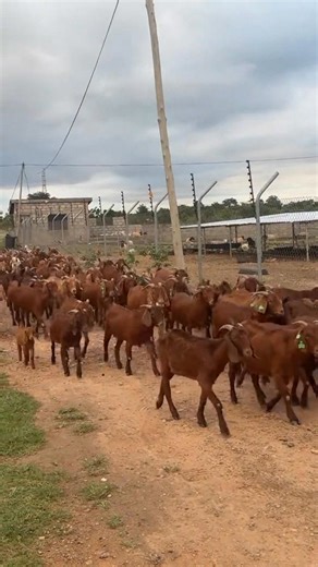 57K views · 1.2K reactions | Our beautiful Kalahari Red goats are out and about, stretching their legs and enjoying the fresh air. Strong, adaptive, and resilient—this breed truly thrives in all environments. Whether grazing or simply relaxing, their natural hardiness makes them a farmer’s pride.  #KalahariRed #GoatFarming #LivestockFarming #GoatBreeding #FarmLife #Agribusiness #GoatsOfAfrica | Goats Sheep Cows & General Livestock Online Marketplace | Facebook