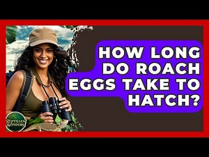 How Long Do Roach Eggs Take To Hatch? - Reptilian Wonders