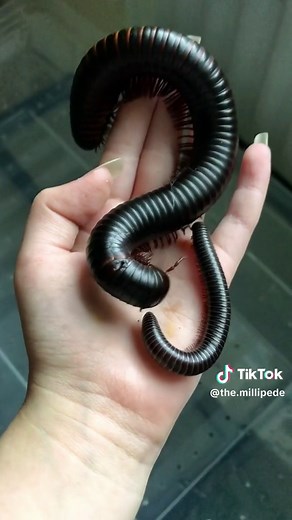 Giant African Millipedes for Sale: Black Milipede Toy