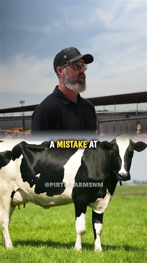 How crossbreeds CHANGE cow colors🐂😲