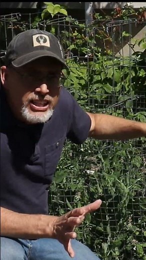 A very simple trellis for plants that need a little support.